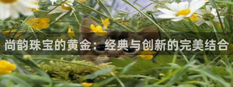 新宝5网站：尚韵珠宝的黄金：经典与创新的完美结合